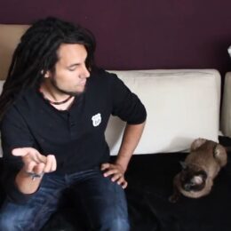Regeleklärung Mimikri mit Katze