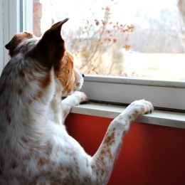 Hund schaut sehnsüchtig aus dem Fenster