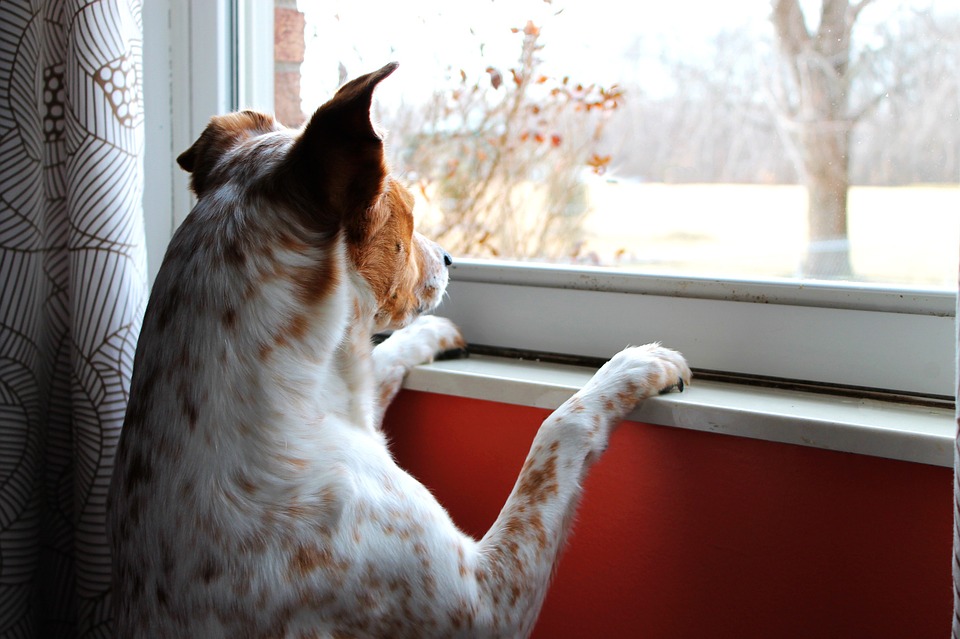 Hund schaut sehnsüchtig aus dem Fenster