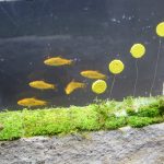 Aquarium mit Fischen und Mario-Figur