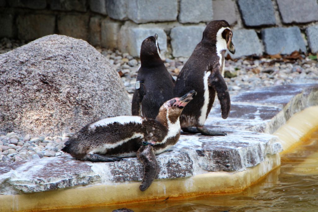 Drei Pinguine am Teich